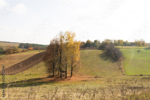 countryside landscape, horse in a field, image for background, village