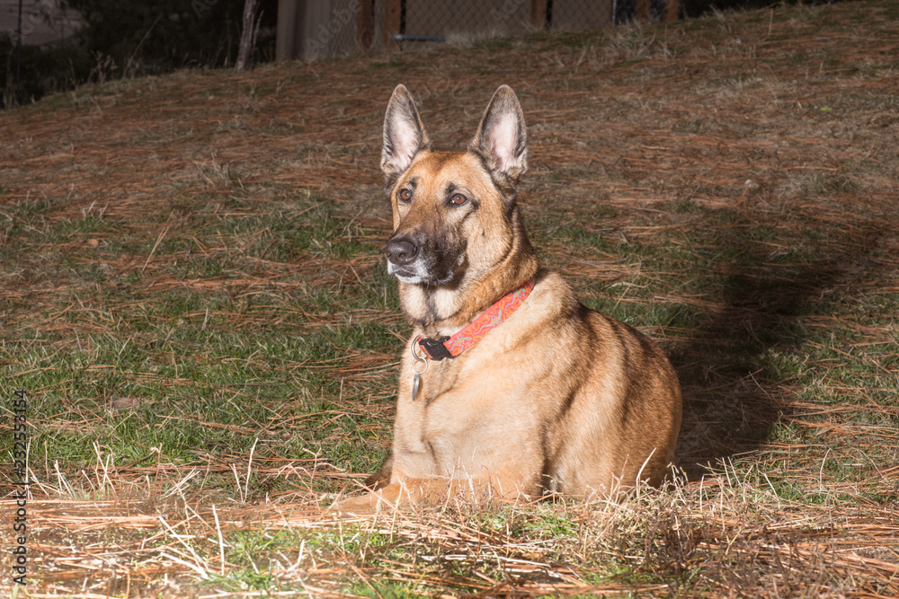 german shepherd/belgian malinois german shepherd/belgian malinois