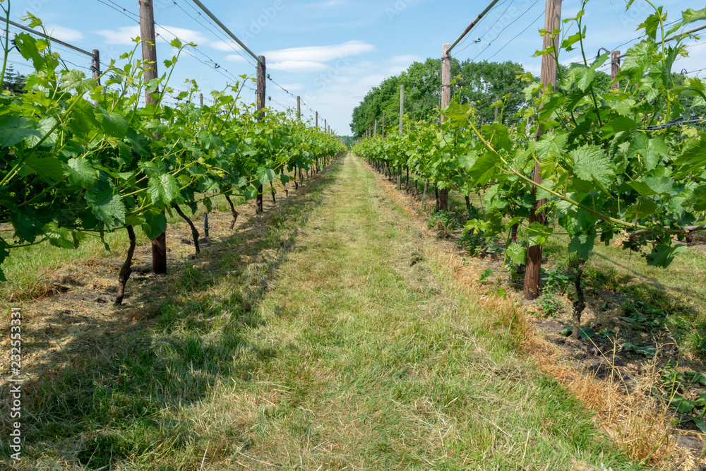 Vineyard in Netherlands, production of tasty white and rose wine