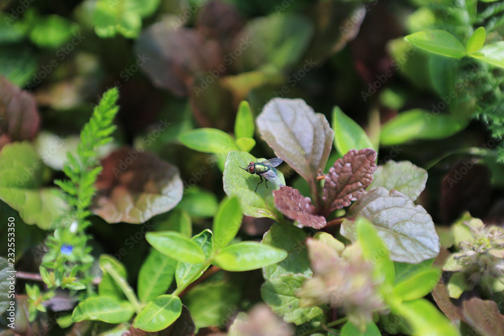fly on plant