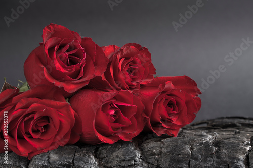 Red Rose give flowers. Red Roses on a black background