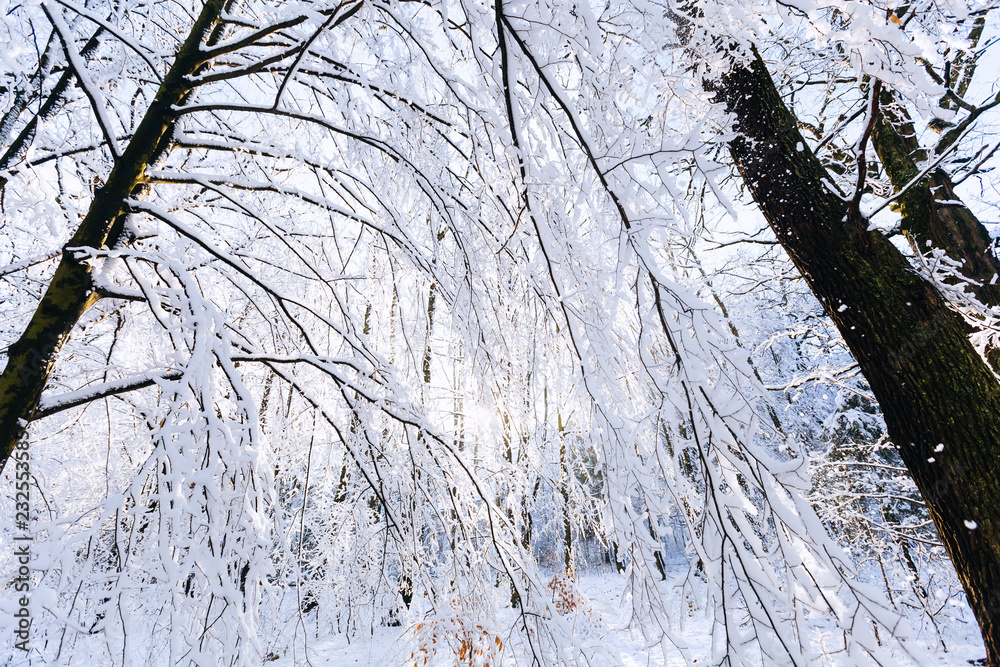 a close-up of tree branches are covered with a layer of snow a close-up of tree branches are covered with a layer of snow
