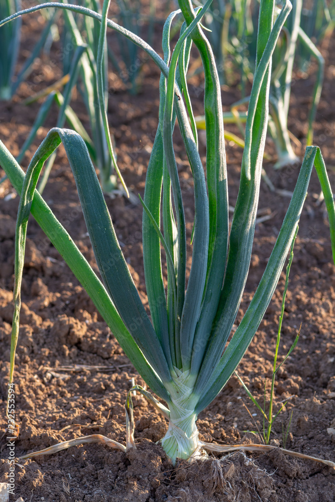 Green onion plants with white bulbs growing on farm field, early morning photo with dew on plants Green onion plants with white bulbs growing on farm field, early morning photo with dew on plants