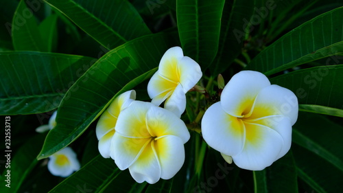 Cava D'aliga, Sicily. This flower is named the Plumeria, also known as Frangipani or Pomelia. Sicilian women used to plant it and give it to their daughters (or granddaughters) after the marriage photo