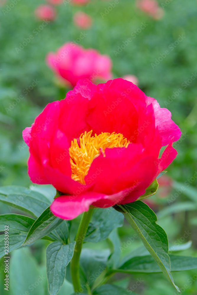 Colorful field with seasonal blossom of big pink peony roses flowers, countryside landscape, Dutch flowers Colorful field with seasonal blossom of big pink peony roses flowers, countryside landscape, Dutch flowers