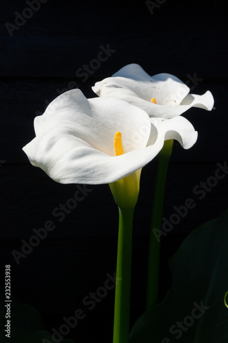 Fototapeta Naklejka Na Ścianę i Meble -  White calla lily plant with flowers on black background, dark key concept