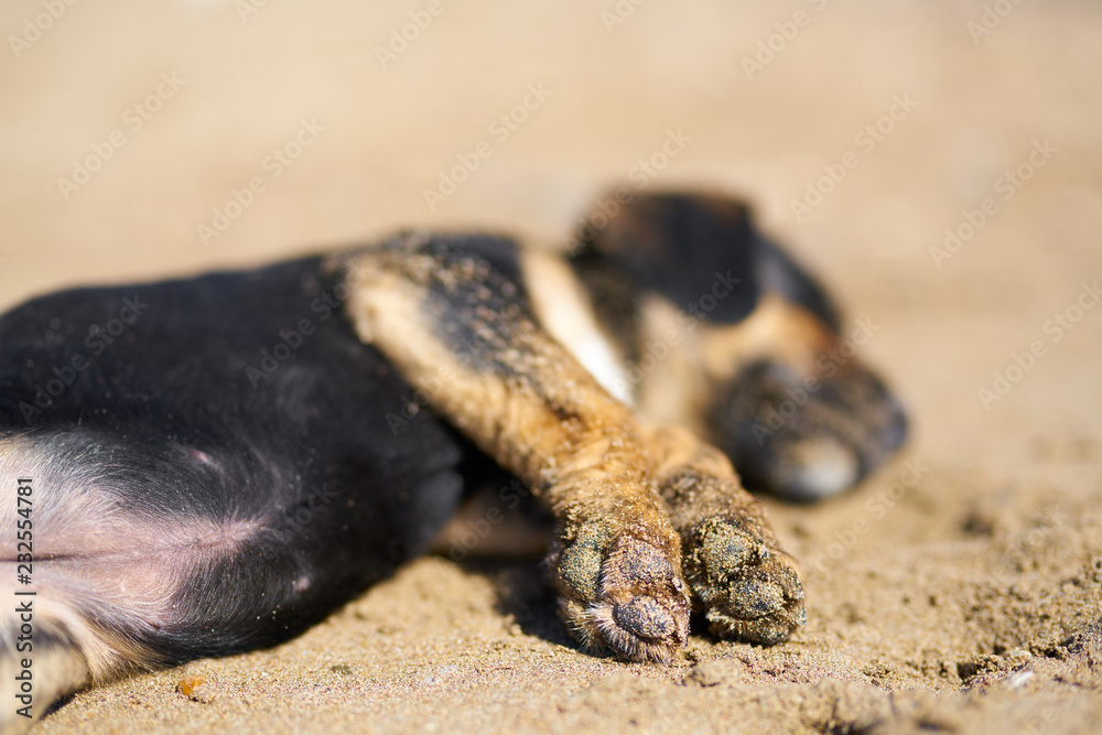 Fototapeta premium Puppy sleeping on the beach