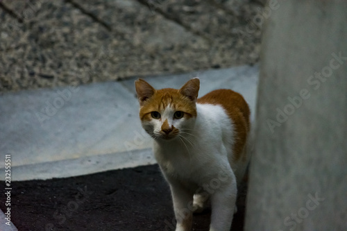 街猫　野良猫 © ニャン活太郎