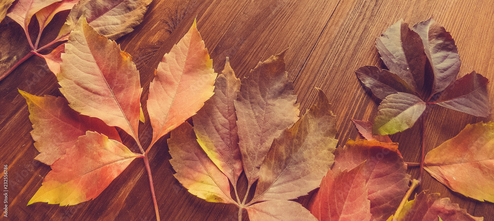 bright red and colorful leaves of wild grapes on the wooden background. autumn season. background texture of leaves of wild grapes. autumn background bright red and colorful leaves of wild grapes on the wooden background. autumn season. background texture of leaves of wild grapes. autumn background