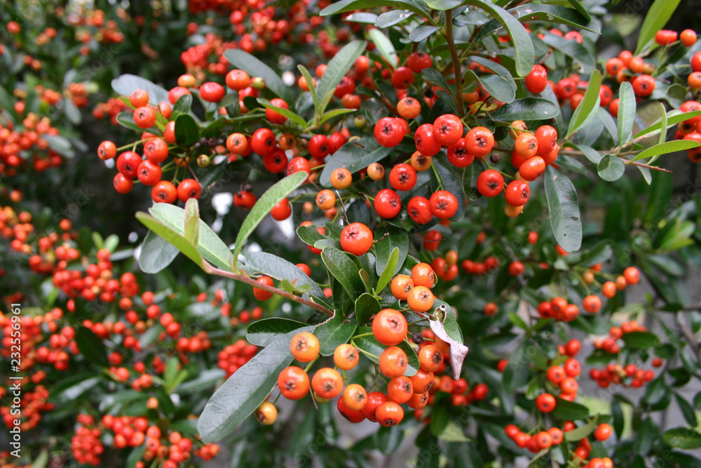 Colorful Autumn Pyracanta Firethorn Berries Close Up