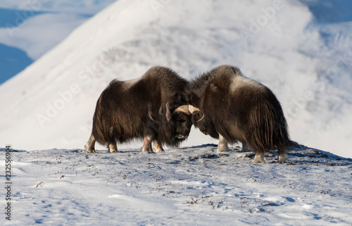 Fighting Musk Oxen