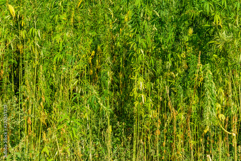 Field of the medical cannabis plant on summer