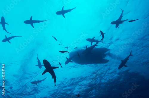 Many sharks under boat