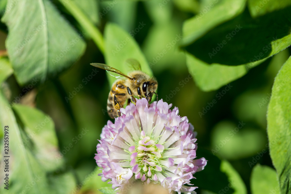 abeille qui butine trèfle violet abeille qui butine trèfle violet
