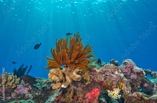 Fototapeta Naklejka Na Ścianę i Meble -  Healthy coral with sunlight