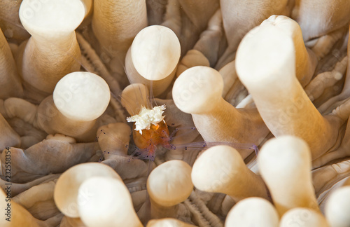 Macro anemone