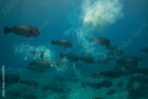 Canvas-taulu Bumphead parrot fish release gametes
