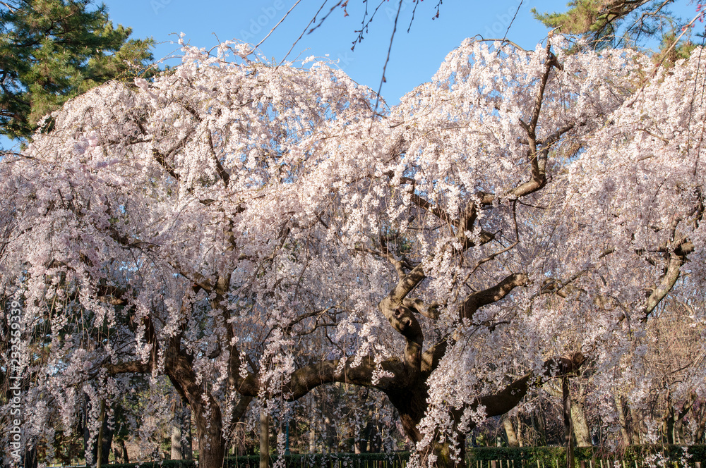 京都御所の桜
