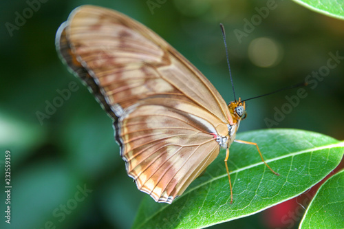 tan butterfly macro