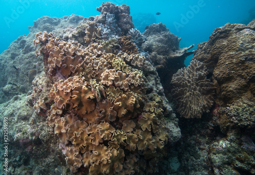 Cluster of Sarcophyton soft corals