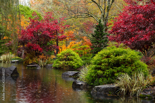 Spectacularly colorful maple trees and foliage by a pond in the Japanese Garden at Gibbs on a rainy, fall day. © Carol A Hudson