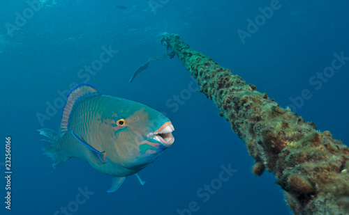 фотографія Parrotfish about to eat algae