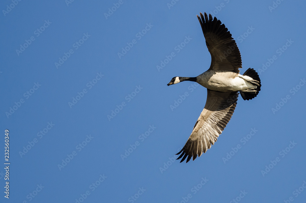 Lone Canada Goose Flying in a Blue Sky Lone Canada Goose Flying in a Blue Sky