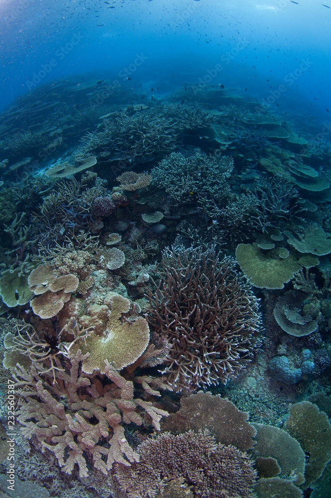 Fototapeta premium Healthy coral spread in Australia