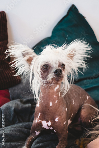 Chinese crested dog