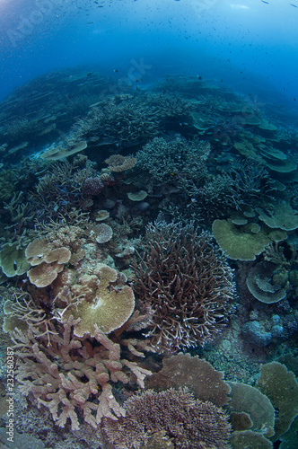 Healthy coral spread in Australia