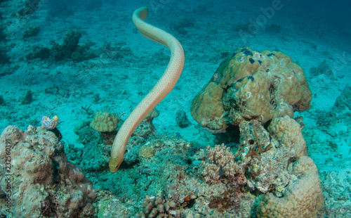 Sea snake swimming