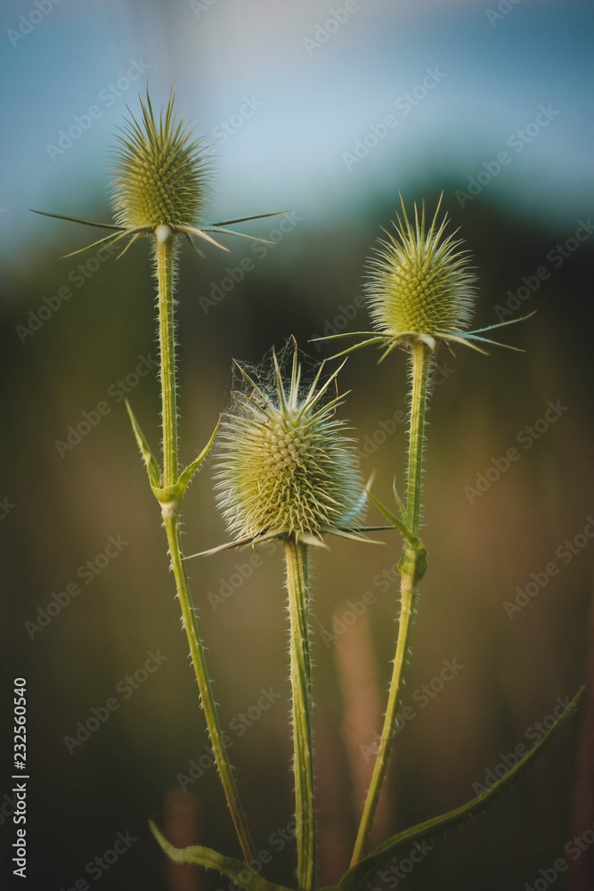 dandelion on green background of blue sky dandelion on green background of blue sky