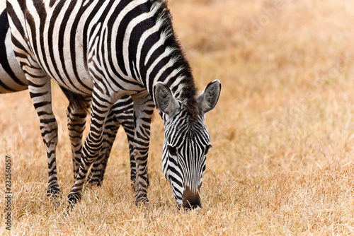 Zebra in Ngorongoro Crater  Tanzania