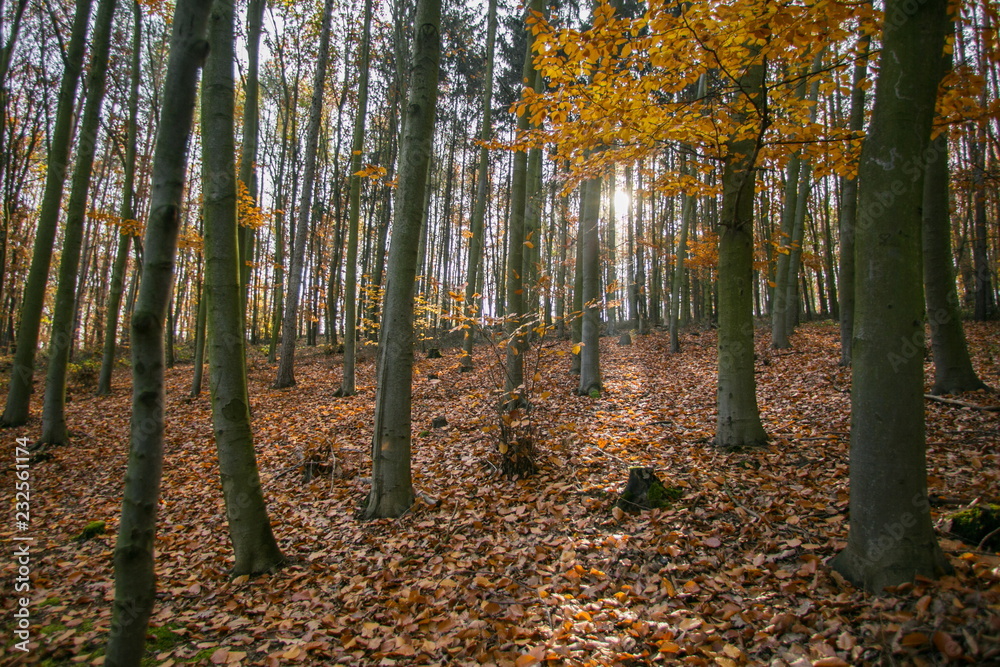 Autumn landscape with beech trees, dry orange leaves covering ground, sun shining through trees making a beam, yellow lef branch in foreground