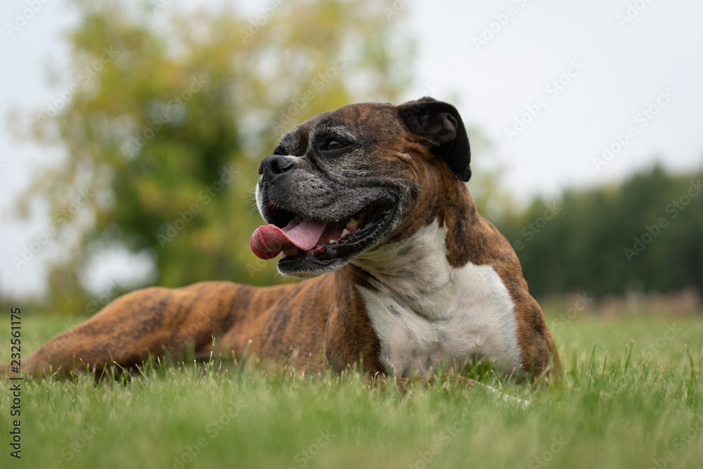 dog on the grass