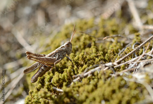 Tuscany, Italy, grasshopper rests above the moss under the sun rays