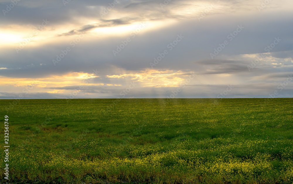 Sunrise Canola field