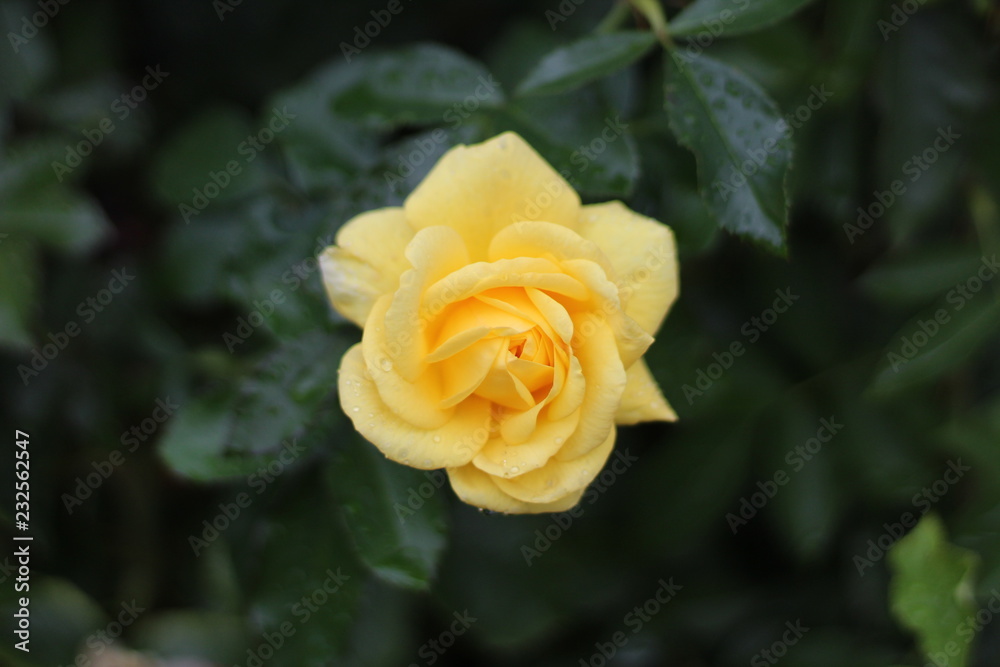Yellow Rose Yellow Rose