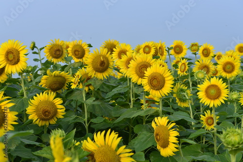 Sunflowers in the field