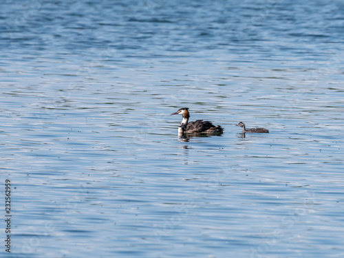 Great crested grebe, Podiceps cristatus, adult with two juveniles, Netherlands