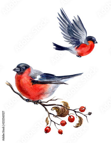 Bullfinch on hawthorn branch and flying bullfinch on white background, isolated with clipping path, watercolor illustration.