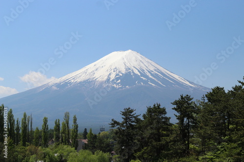 Mount Fuji With Trees