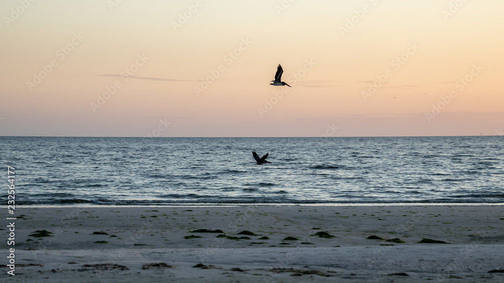 Two pelicans hunt over the Gulf of Mexico as the sun begins to set