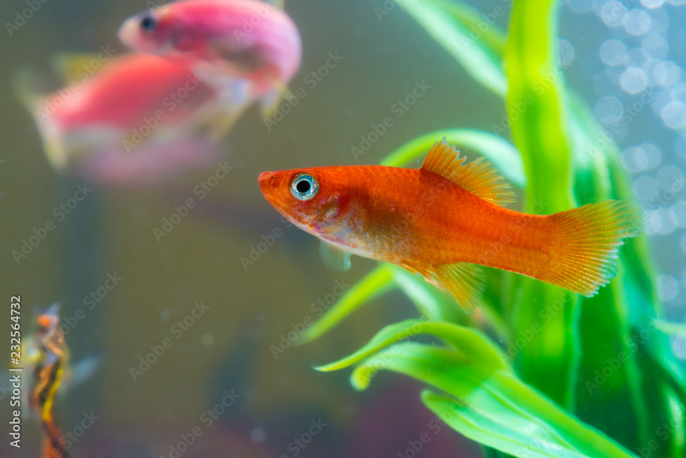 Fototapeta premium Little red fish with green plant in fish tank or aquarium underwater life.