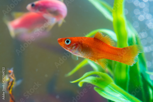 Little red fish with green plant in fish tank or aquarium underwater life.