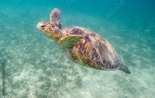 Sea turtle in Australia photo