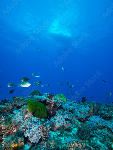 Healthy reefscape in Lord Howe