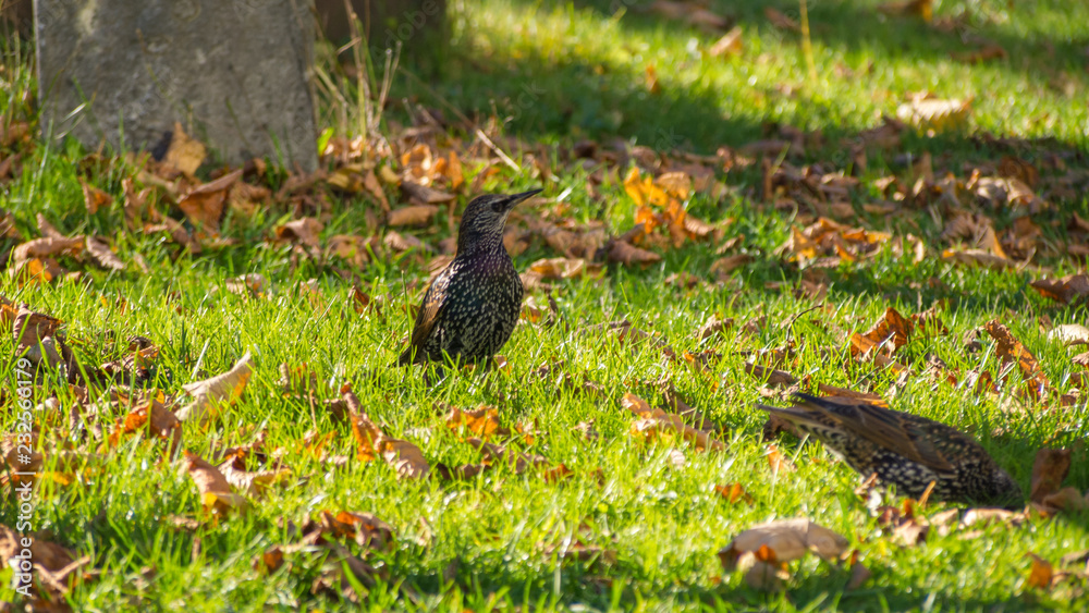 bird in the grass bird in the grass