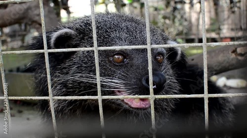 Asian palm civet musang (Paradoxurus hermaphroditus), also called toddy cat, caged in conservation farm angry hissing photo