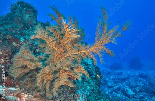 Fototapeta Naklejka Na Ścianę i Meble -  Orange soft coral on wall